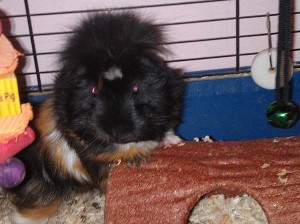 Mr piggy black orange and white guinea pig