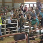 One of the pigs for sale at the 4-H livestock auction during the Marquette County Fair 2015