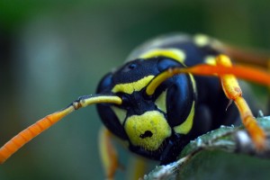 Wasp Angry Birds and Bees Marquette Stinging 