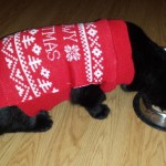 Stanley the Cat in his ugly Christmas Sweater