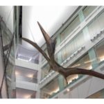Dr. Michael Cherney Interview about Giant Pterosaur at U-M Museum of Natural History