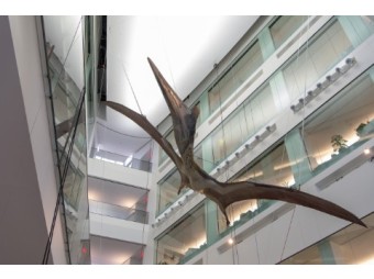Dr. Michael Cherney Interview about Giant Pterosaur at U-M Museum of Natural History