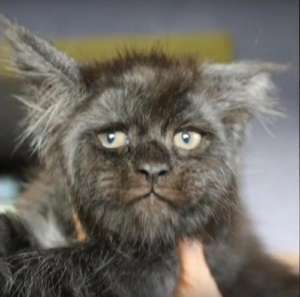 Valkyrie the Maine Coon Cat, Headshot 2, Picture Credit_ Tatiana Rastorgueva