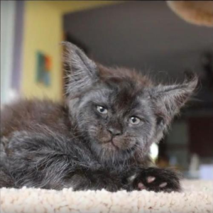 Valkyrie the Maine Coon Cat, Headshot 3, Picture Credit_ Tatiana Rastorgueva
