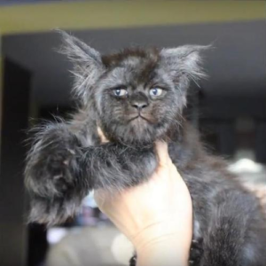 Valkyrie the Maine Coon Cat, Headshot 4, Picture Credit_ Tatiana Rastorgueva