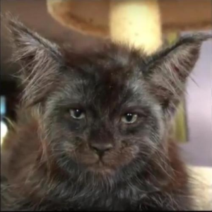 Valkyrie the Maine Coon Cat, Headshot, Picture Credit_ Tatiana Rastorgueva