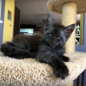 Valkyrie the Maine Coon Cat, Picture Credit_ Tatiana Rastorgueva