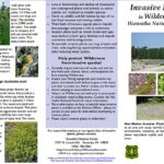 Invasive Plants in Wilderness – Hiawatha National Forest – 1 of 2