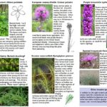 Invasive Plants in Wilderness – Hiawatha National Forest – 2 of 2