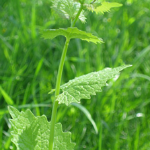 Garlic Mustard – Invasive Species