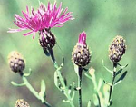 Invasive Species – Spotted Knapweed