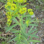 Leafy Spurge