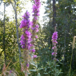 Purple Loosestrife
