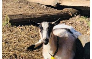 Echolight Farm - Dairy Goat Open House Rapid River June 8th