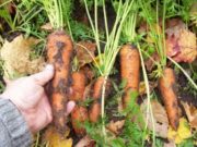 Jim Isleib - Alger Country MSU Extension Beginning Farmer Webinar Series January to April 2020