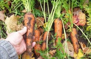 Jim Isleib - Alger Country MSU Extension Beginning Farmer Webinar Series January to April 2020