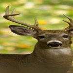 white-tailed-buck-small_original