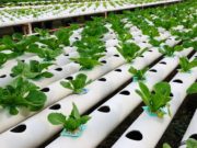 NMU Wildcat Wednesday: Indoor Agriculture Program Coming This Fall