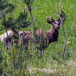 DNR-Elk-232×300