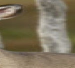 Antlerless-Deer-DNR-300×136