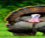 MI-DNR-Turkeys-300×124
