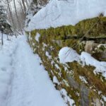 A Moss Covered Wall