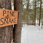 Pine Snake Trail