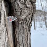 A Reminder in the Woods