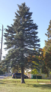Thanks Andra Ziems for donating the tree!