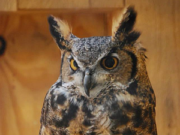 Jerry Maynard Chocolay Raptor Center Release of Great Horned Owl Monday – Rebroadcast Jerry Maynard Chocolay Raptor Center Release of Great Horned Owl Monday - Rebroadcast