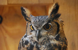 Jerry Maynard Chocolay Raptor Center Release of Great Horned Owl Monday - Rebroadcast