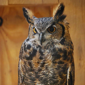 Jerry Maynard Chocolay Raptor Center Release of Great Horned Owl Monday - Rebroadcast