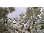 News, Quotes, and Commentary of Interest to the U.P. Beginning of May – Part 2 News, Quotes, and Commentary of Interest to the U.P. Beginning of May – Part2