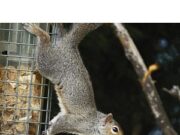 8th Day Interview – Joe Wilson (The Squirrel Man) – 5th Annual World Champion Squirrel Cook Off 8th Day Interview - Joe Wilson (The Squirrel Man) - 5th Annual World Champion Squirrel Cook Off
