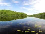little-trout-lake-reopening