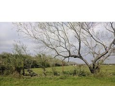 Pasture Walks