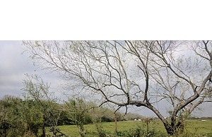 Pasture Walks Pasture Walks